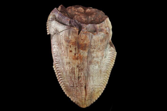 Serrated, Fossil Phytosaur (Redondasaurus) Tooth - New Mexico #133298